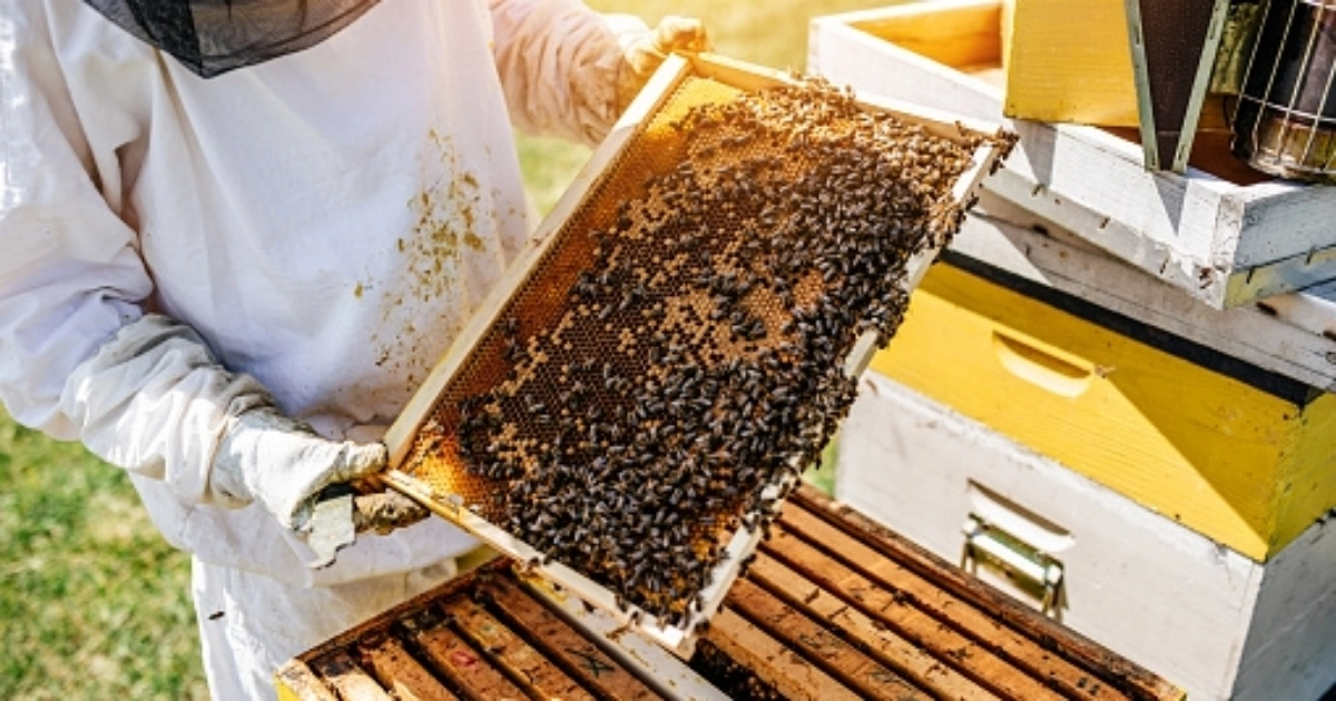 Propolis Nedir Faydaları Nelerdir Saç Bakım Güzellik