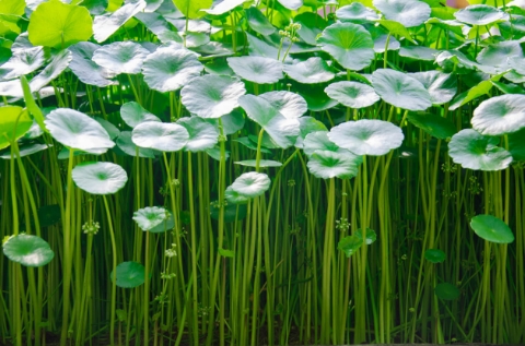 Centella Asiatica (Gotu Kola) Nedir, Faydaları Nelerdir? -2