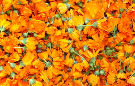 Aynısefa(Calendula) Nedir? Faydaları ve Zararları-5 - Saç Bakım Güzellik