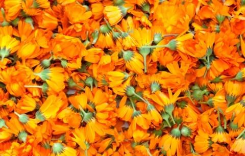 Aynısefa(Calendula) Nedir? Faydaları ve Zararları-6 - Saç Bakım Güzellik