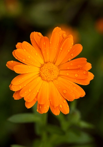 Aynısefa(Calendula) Nedir? Faydaları ve Zararları-2 - Saç Bakım Güzellik